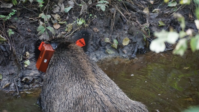 Mežacūkām GPS