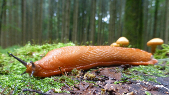 Arion Vulgaris