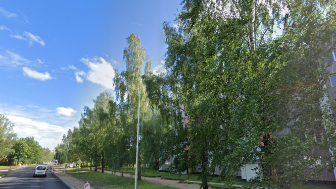 Dundagas ielas koki