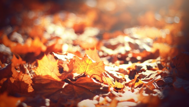 Rudens lapas