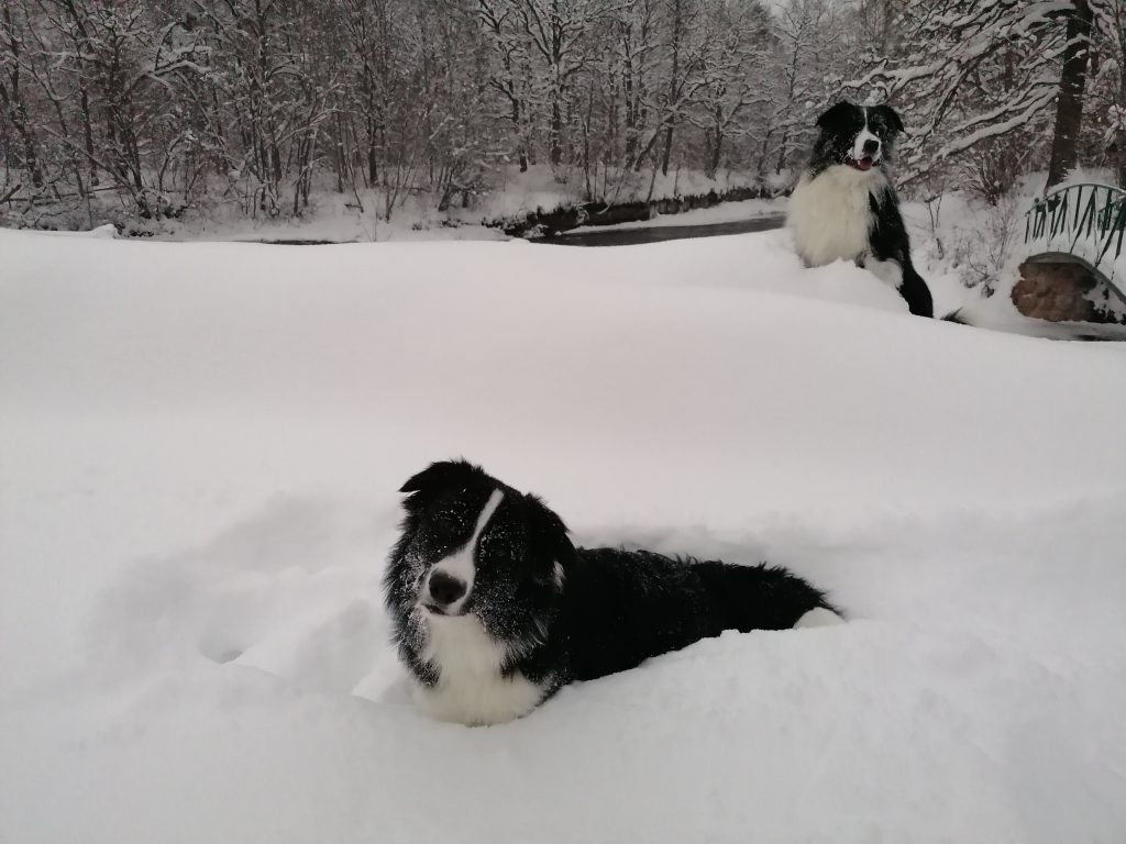 attēls