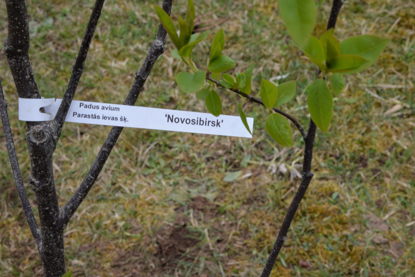 Iestādīte Novosibirsk šķirnes ābelīte (28)