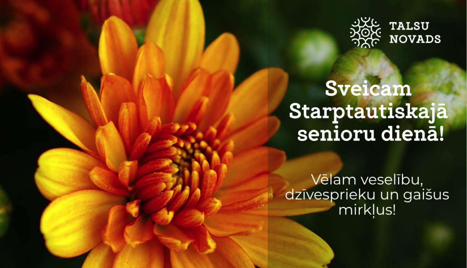 Senioru diena