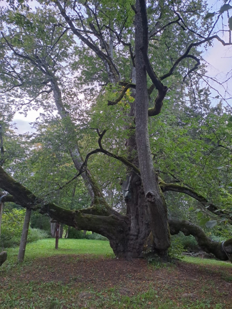 Eiropas Gada koku Latvijā 2025 – Elku liepa, Valdemārpilī