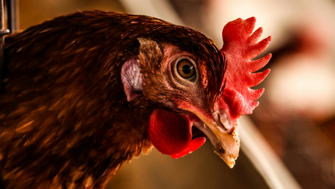 Ņūkāslas slimības ierobežošanai Talsu novadā noteikta karantīna