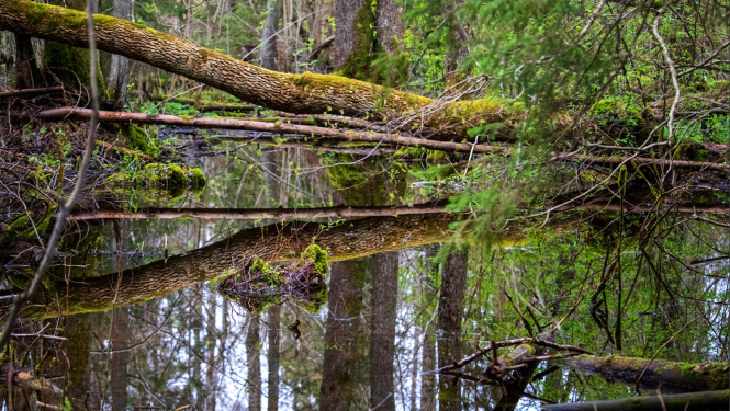 Biotopu aizsardzības plāns