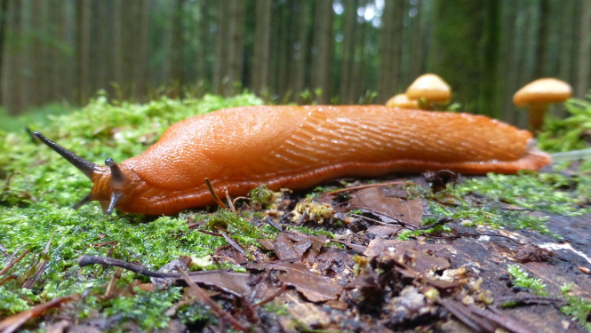 Arion Vulgaris