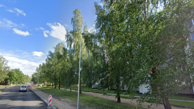 Dundagas ielas koki