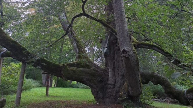 Eiropas Gada koku Latvijā 2025 – Elku liepa, Valdemārpilī