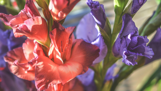 gladiolas
