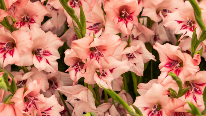 Gladiolas