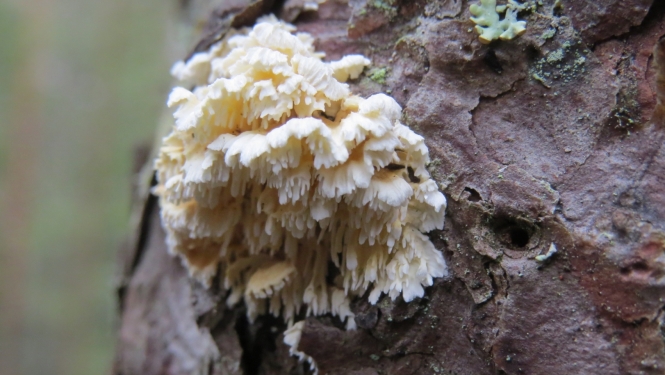 Irpicodon pendulus