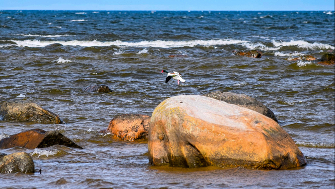 Aicina uz aizsargājamo jūras teritoriju dabas aizsardzības plāna izstrādes sabiedriskajām apspriešanām