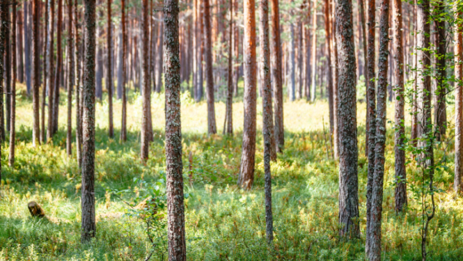 Apstiprināts Eiropas Lauksaimniecības fonda lauku attīstībai projekts „Jaunaudžu retināšana Talsu novada mežos”