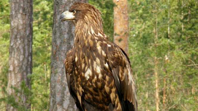 Jauns jūras ērglis Slīteres Nacionālajā parkā. Foto: Vilnis Skuja.