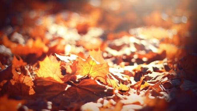 Rudens lapas