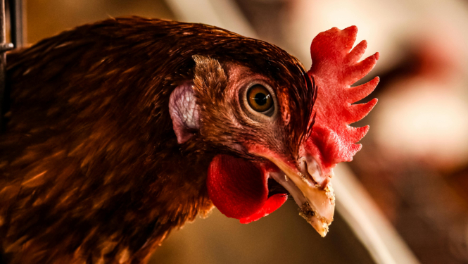 Ņūkāslas slimības ierobežošanai Talsu novadā noteikta karantīna