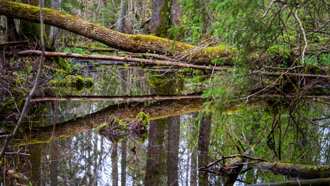 Biotopu aizsardzības plāns
