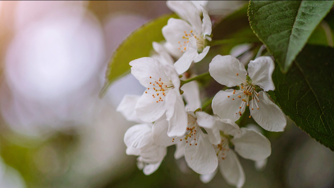 Talsos notiks pasākumi LR Neatkarības atjaunošanas gadadienai par godu attēls