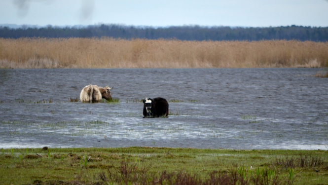 Govis Engures ezera dabas parkā
