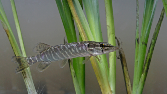 Līdakas mazulis ūdenszālēs