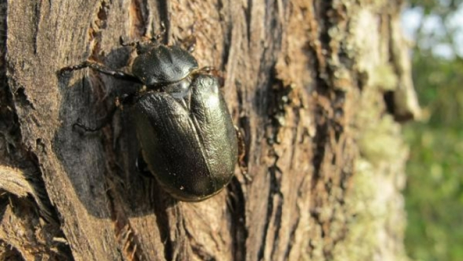 Lapkoku praulgrauzis