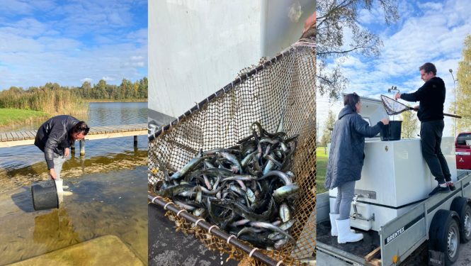 Sasmakas ezerā ielaisti 20 000 zandartu mazuļu