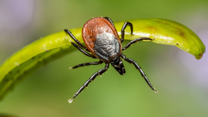 Tuvplāna fotoattēls ar ērci, kas sēž uz izliekta zaļa auga kāta. Ērcei ir tumšas kājas, melngans priekšējais ķermenis un sarkanbrūna muguras daļa. Fons ir izplūdis zaļos un pelēcīgos toņos.