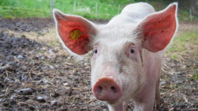 Ģibuļu pagastā atcelta karantīna saistībā ar Āfrikas cūku mēra uzliesmojumu
