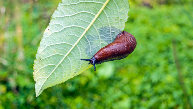 Cīņā ar kailgliemežiem izmantotās vielas var būt bīstamas mājdzīvniekiem un bērniem