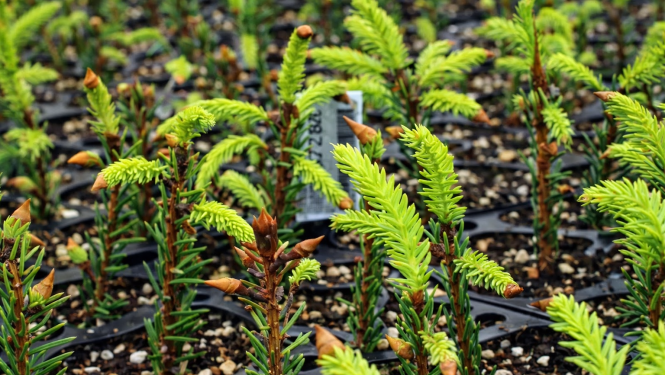 Tuvplānā redzami vairāki jauni skujkoku stādi melnās kasetēs ar augsni. Stādiem ir gaiši zaļi, svaigi dzinumi, bet fonā redzamas vēl citas stādu rindas.