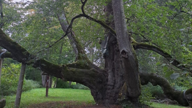 Eiropas Gada koku Latvijā 2025 – Elku liepa, Valdemārpilī