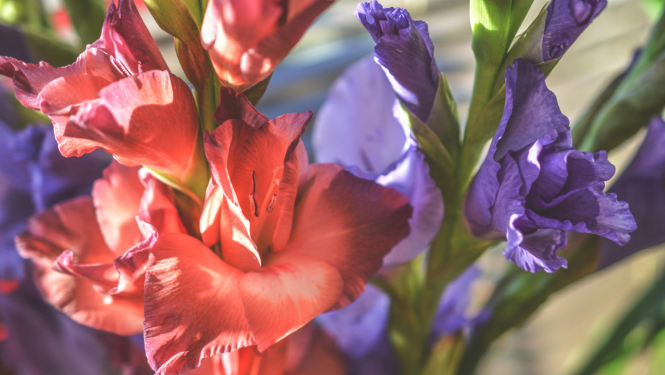 gladiolas
