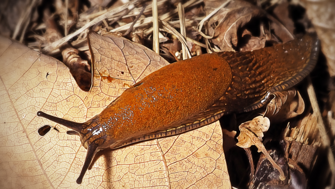 Viedās administrācijas un reģionālās attīstības ministrija sabiedriskajai apspriešanai nodod Latvijas invazīvo sugu saraksta projektu ar Spānijas kailgliemezi