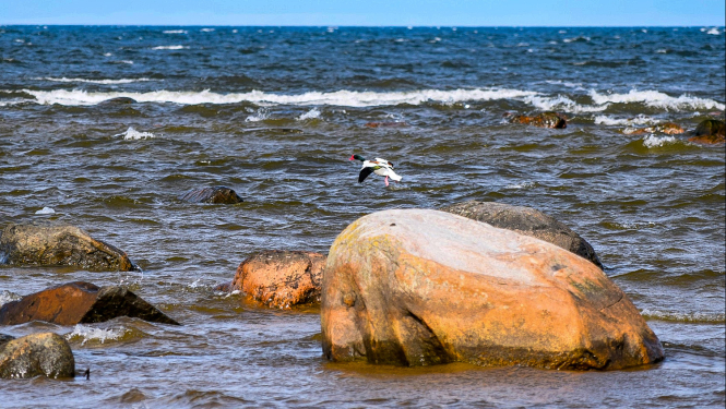 Aicina uz aizsargājamo jūras teritoriju dabas aizsardzības plāna izstrādes sabiedriskajām apspriešanām