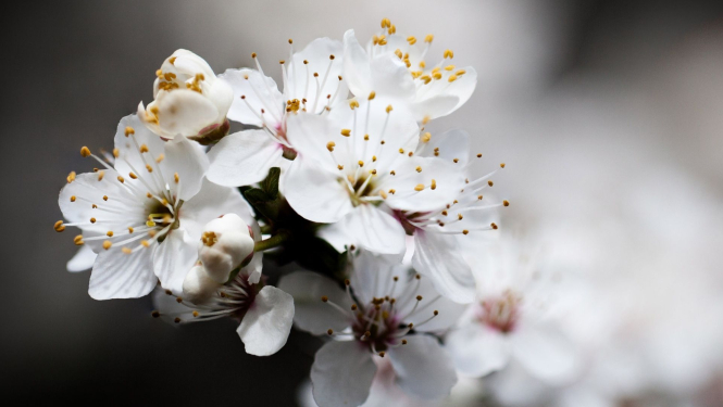 Balts ābeļzieds tuvplānā