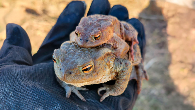 Divi krupji uz melnā cimdiņā tērptas plaukstas – mazāks krupis sēž uz lielāka krupja muguras, fonā izplūdusi smilšaina vide.
