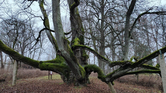 Elku liepa Valdemārpilī