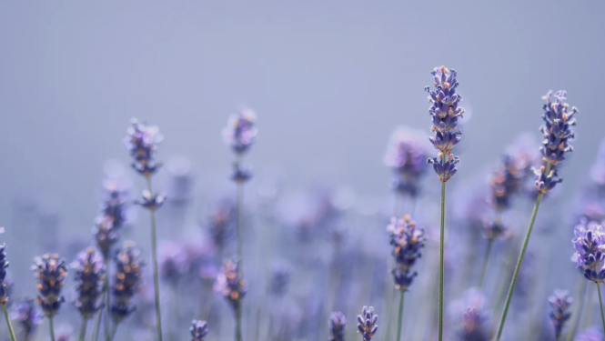 Lavanda