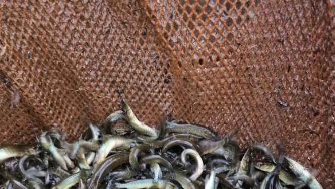 Līdaku mazuļu ielaišana ezerā