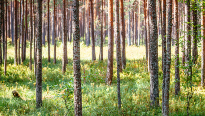 Apstiprināts Eiropas Lauksaimniecības fonda lauku attīstībai projekts „Jaunaudžu retināšana Talsu novada mežos”