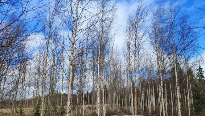 mežs ar bērziem