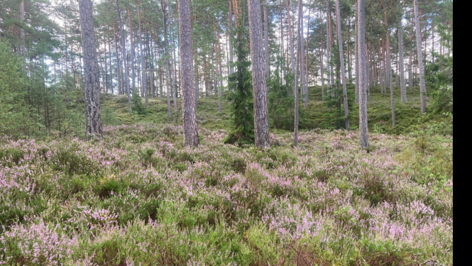 Mežs. Ilustratīvs attēls