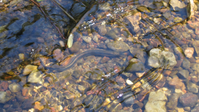 Līdz jūlija beigām zvejot nēģus ir aizliegts