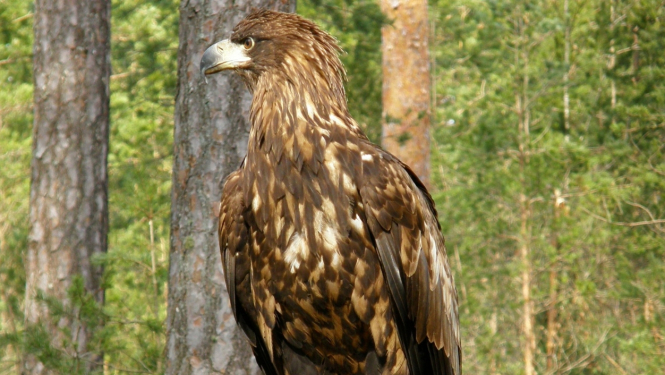Jauns jūras ērglis Slīteres Nacionālajā parkā. Foto: Vilnis Skuja.