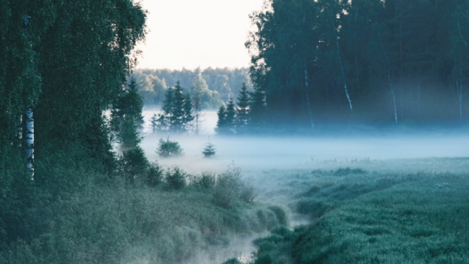 Pļava. Ilustratīvs attēls