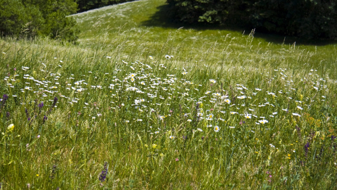 pļava_ilustratīvs attēls