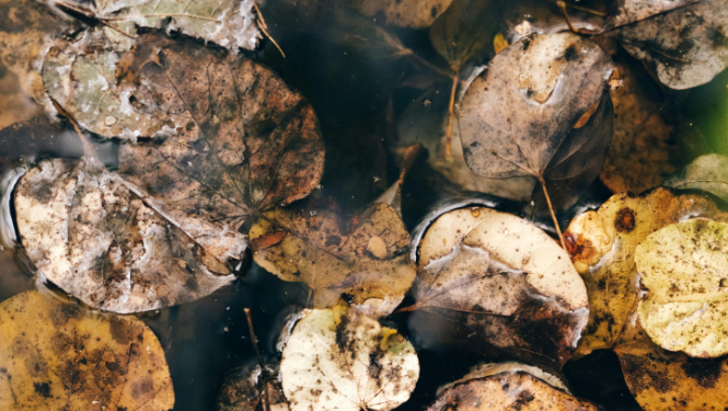 Talsu pilsētas pārvalde informē par rudens lapu maisu saņemšanu