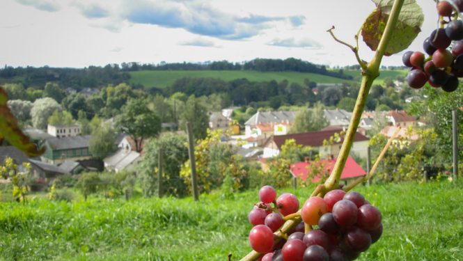 Sabiles vīna kalns vasarā