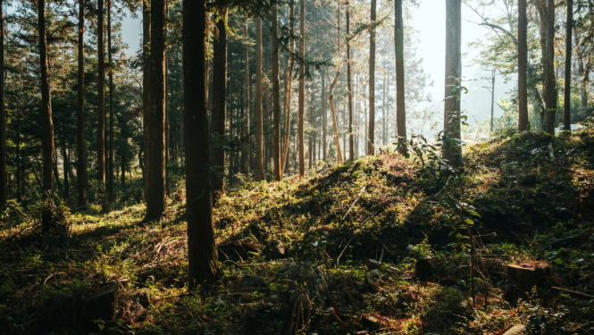 sakoptākais mežs 2023